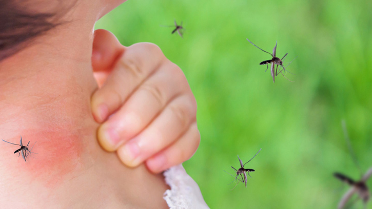 En la Provincia de Buenos Aires, ya se reportaron casi 6.000 casos de dengue en lo que va del año