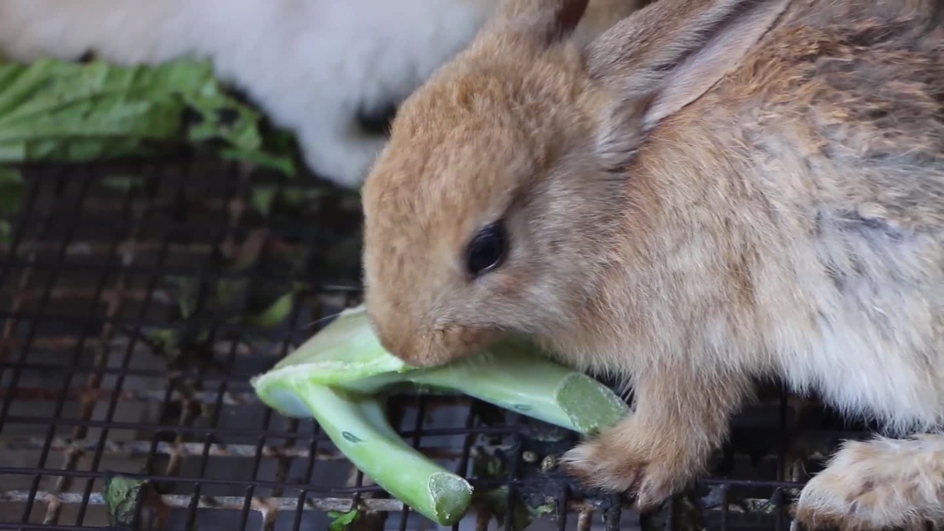 “Cría de conejos: producción de carne para autoconsumo”