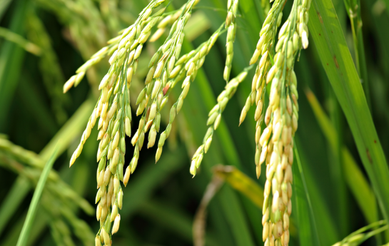 Mejoramiento de la competitividad en la producción de arroz