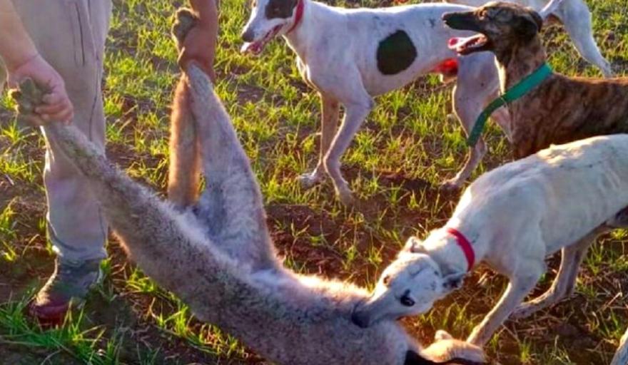 Tres Arroyos: cazadores furtivos que mataron a un puma podrían terminar detenidos