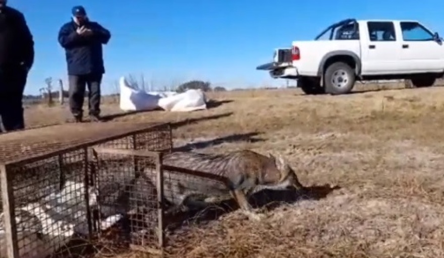 Liberaron a un ejemplar de zorro gris pampeano, en la Laguna Indio Muerto