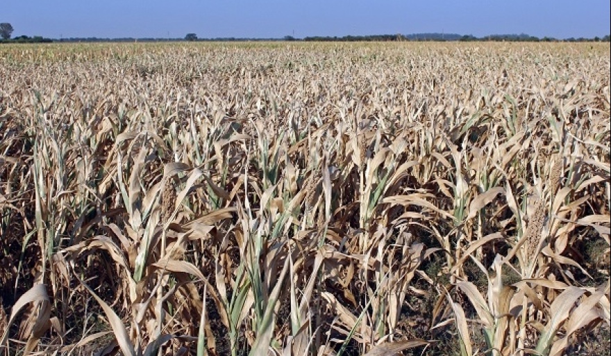 Kicillof declaró el estado de Emergencia y/o Desastre Agropecuario por sequía para 33 municipios bonaerenses