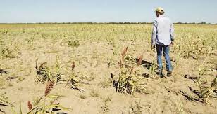 Productores bonaerenses afectados por la sequía podrán acceder a los beneficios que otorga el Gobierno nacional