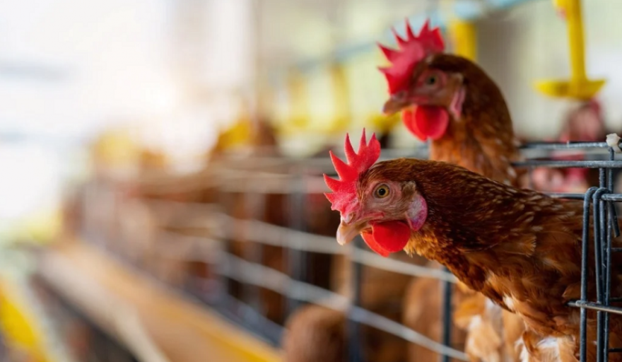 Recomendaciones ante los primeros casos de gripe aviar en territorio bonaerense