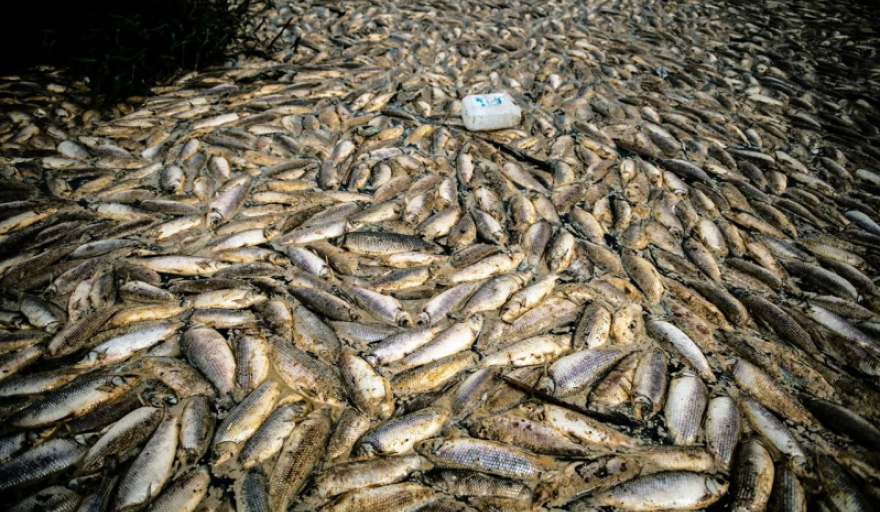 Se detectó en peces del Salado la mayor concentración de agrotóxicos del mundo
