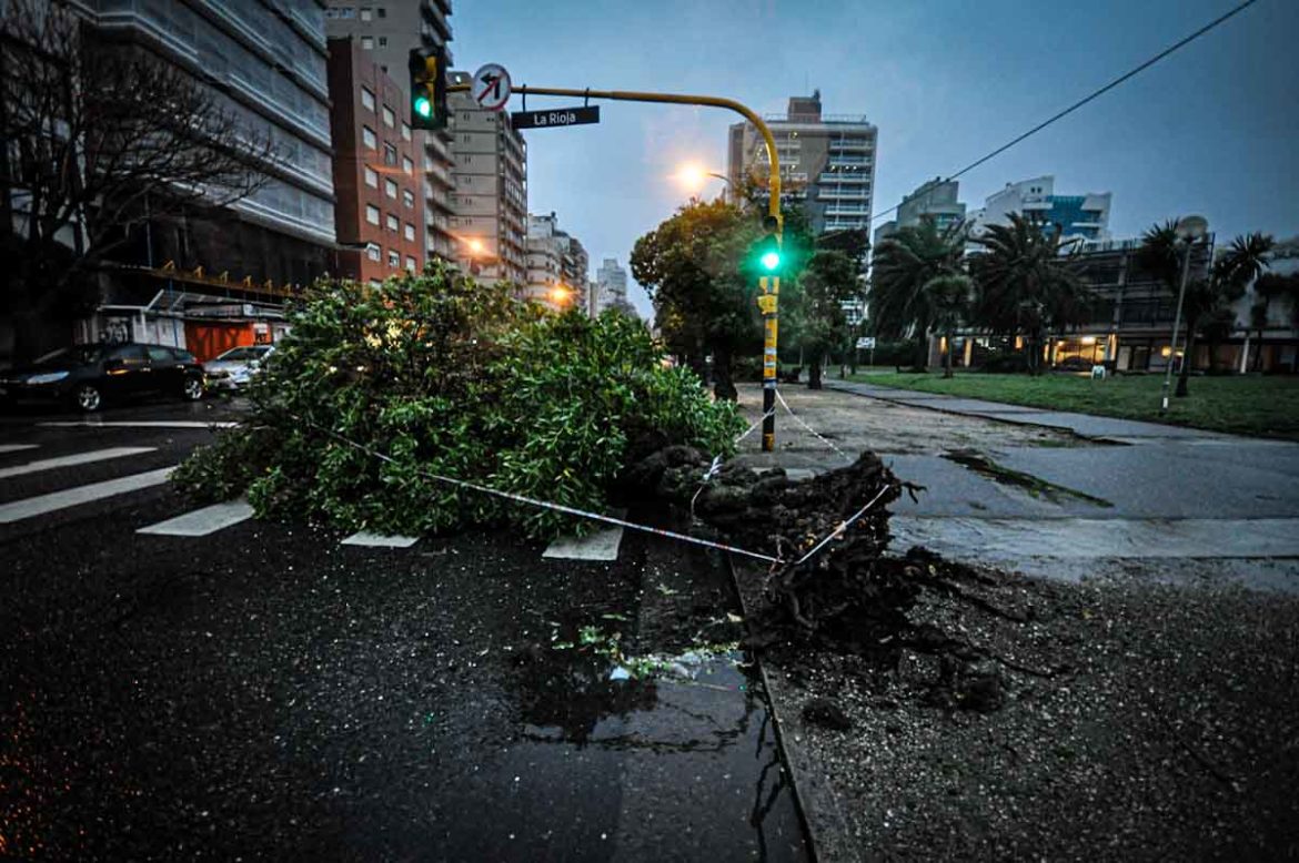 Caida de árboles y semáforos en Mar del Plata por vientos que superaron los 65 kilómetros por hora