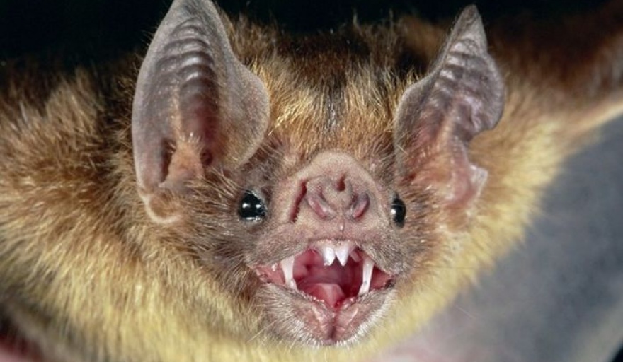 En tres meses hallaron cinco murciélagos con rabia en Tandil