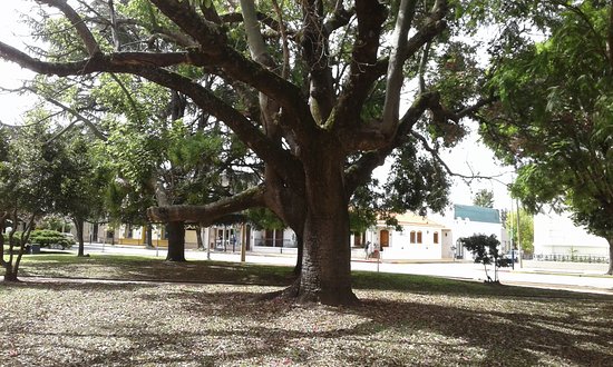 Alertan que hay un árbol cada 282 habitantes de barrios populares del sur porteño