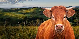Culmina el plazo para adherirse a la segunda etapa del Plan de Erradicación de ETS en bovinos