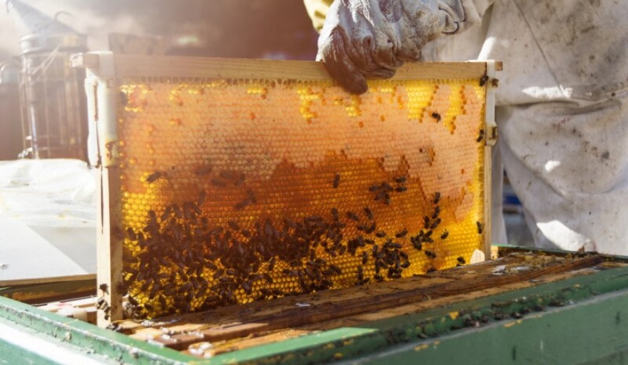 Una miel producida en Madariaga entre las más destacadas de la apicultura argentina