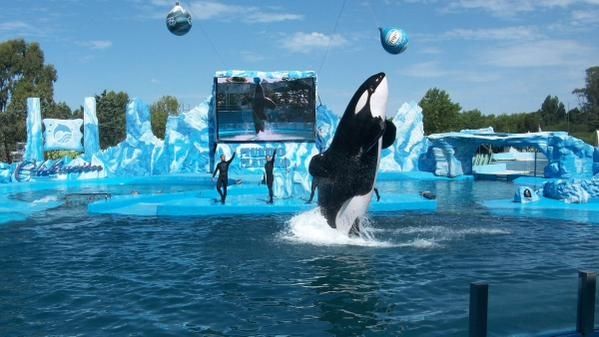 Ambientalistas piden que liberen a la orca de Mundo Marino